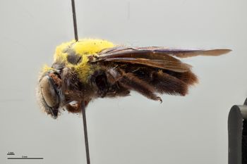 Media type: image;   Entomology 596686 Aspect: habitus lateral view